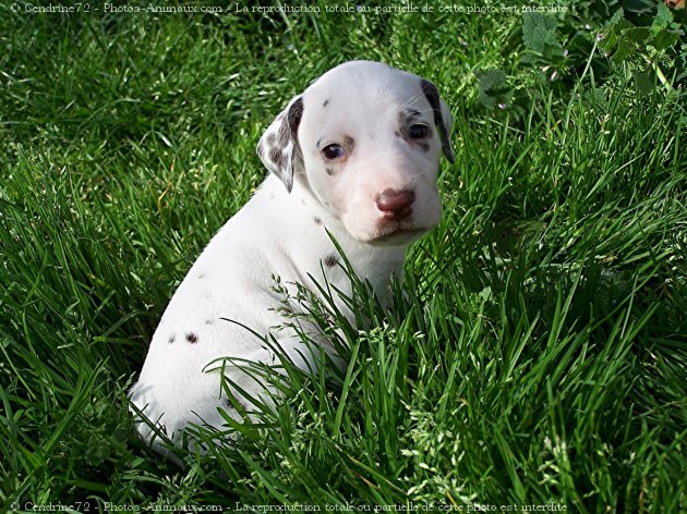 Photo de Dalmatien