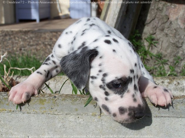 Photo de Dalmatien