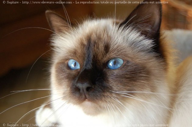 Photo de Sacr de birmanie