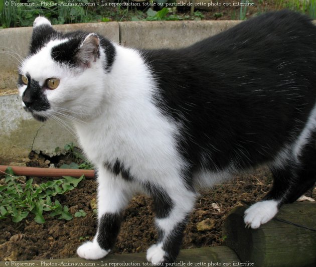 Photo de Chat domestique