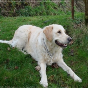 Photo de Golden retriever