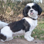 Photo de King charles spaniel