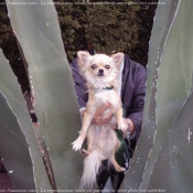 Photo de Chihuahua  poil long