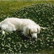 Photo de Golden retriever