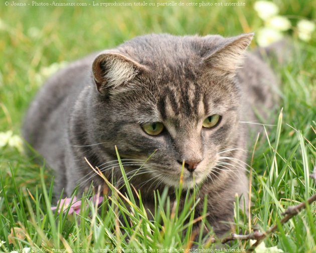 Photo de Chat domestique