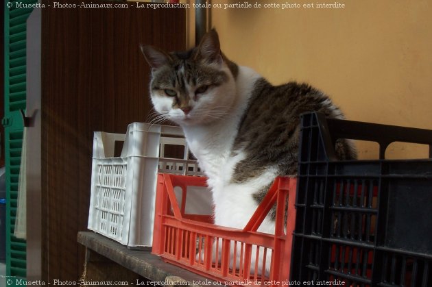 Photo de Chat domestique