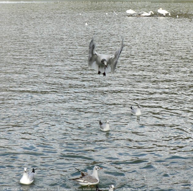 Photo de Mouette