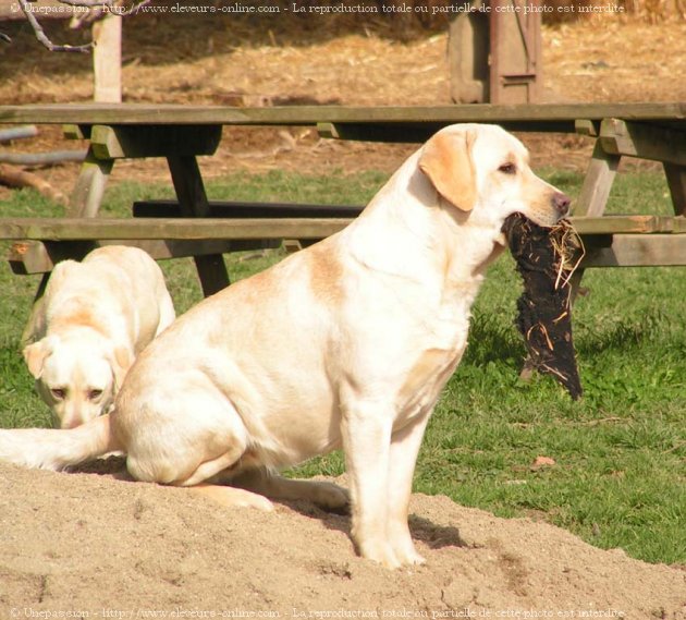 Photo de Labrador retriever