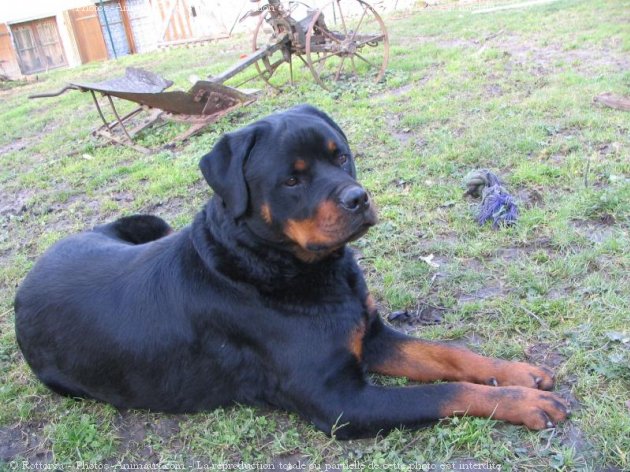 Photo de Rottweiler