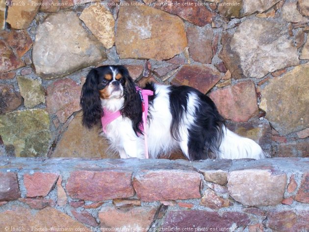 Photo de Cavalier king charles spaniel