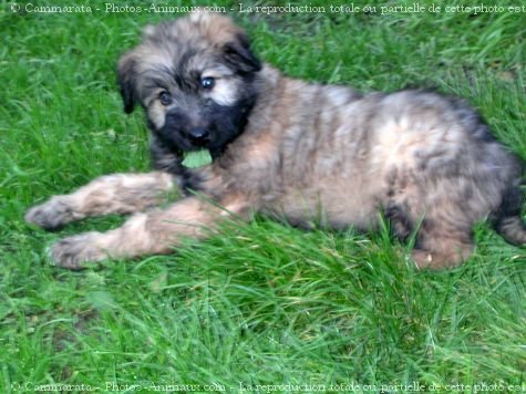 Photo de Bouvier des flandres