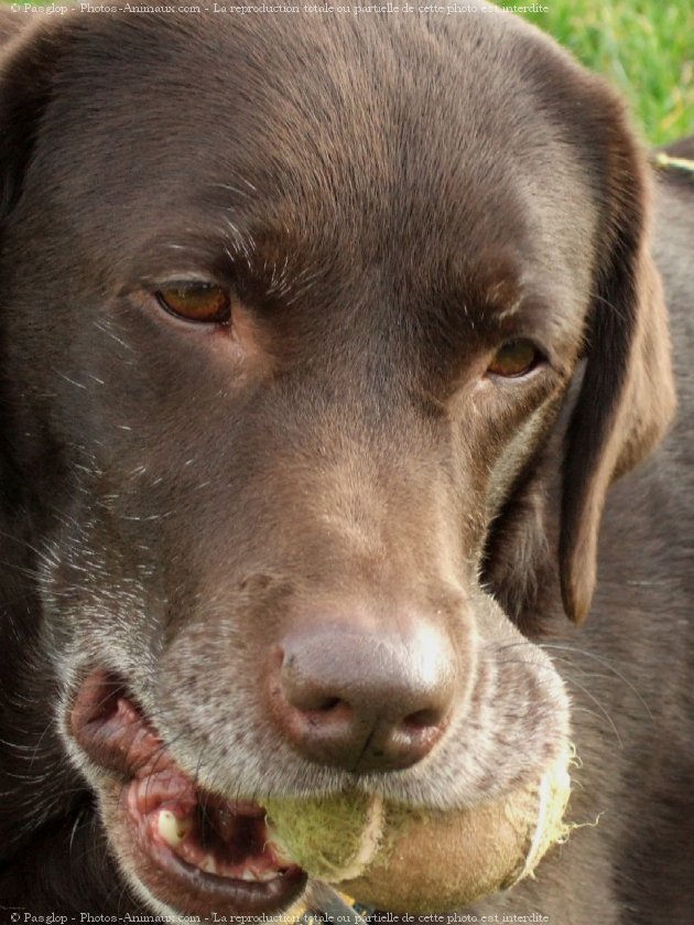 Photo de Labrador retriever