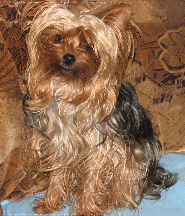 Photo de Yorkshire terrier