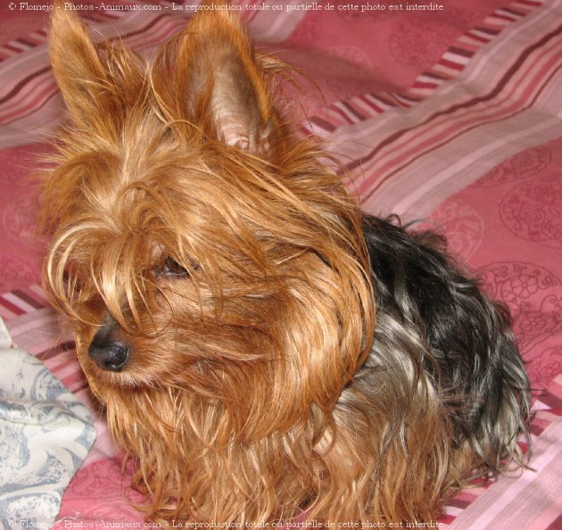 Photo de Yorkshire terrier