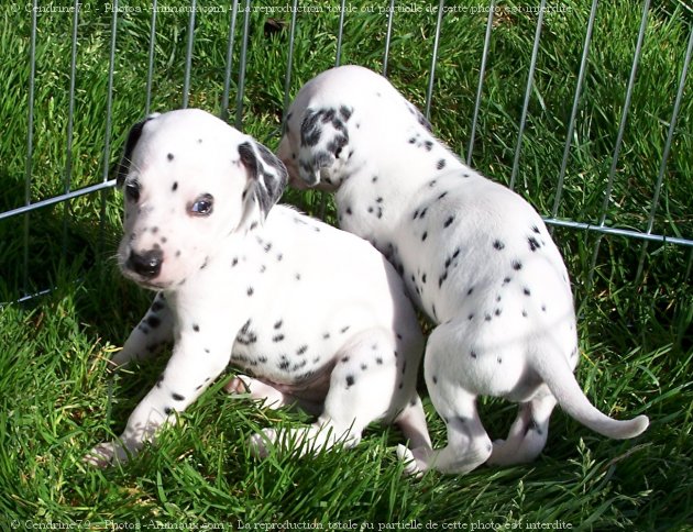 Photo de Dalmatien