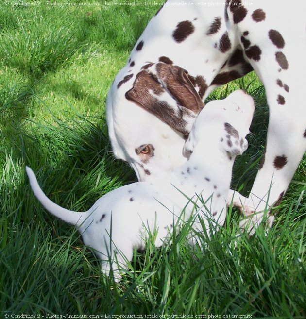 Photo de Dalmatien