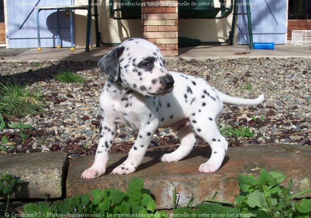 Photo de Dalmatien