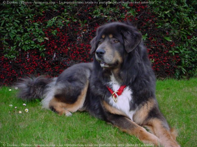 Photo de Dogue du tibet