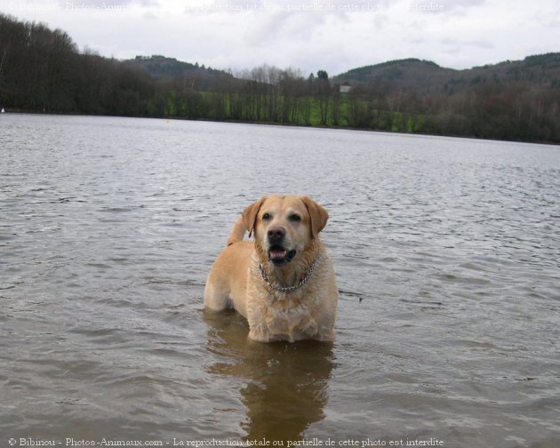 Photo de Labrador retriever