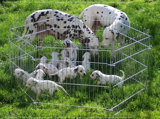 Photo de Dalmatien