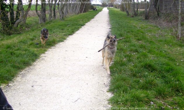 Photo de Berger belge tervueren