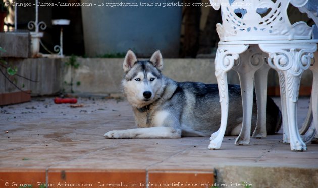 Photo de Husky siberien