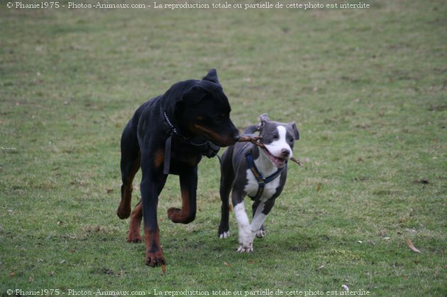 Photo d'American staffordshire terrier