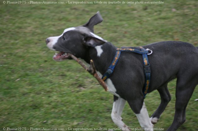 Photo d'American staffordshire terrier