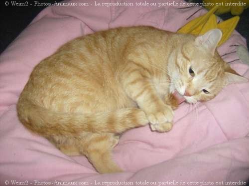 Photo de Chat domestique