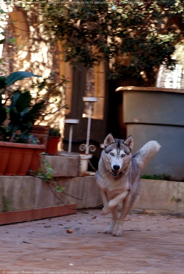 Photo de Husky siberien