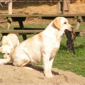 Photo de Labrador retriever