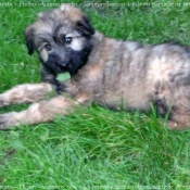 Photo de Bouvier des flandres