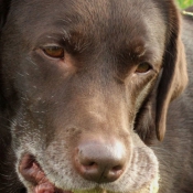 Photo de Labrador retriever