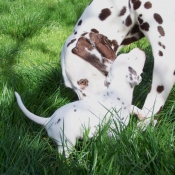 Photo de Dalmatien