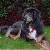 Photo de Dogue du tibet