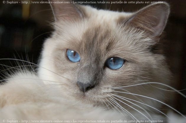 Photo de Sacr de birmanie