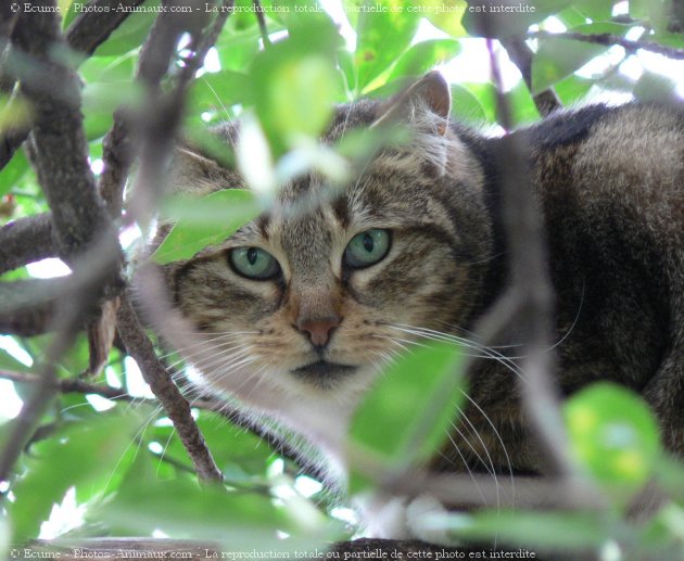 Photo de Chat domestique