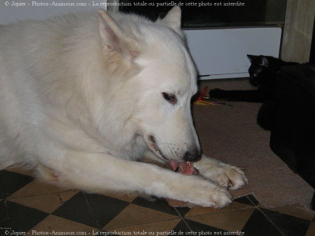 Photo de Berger blanc suisse