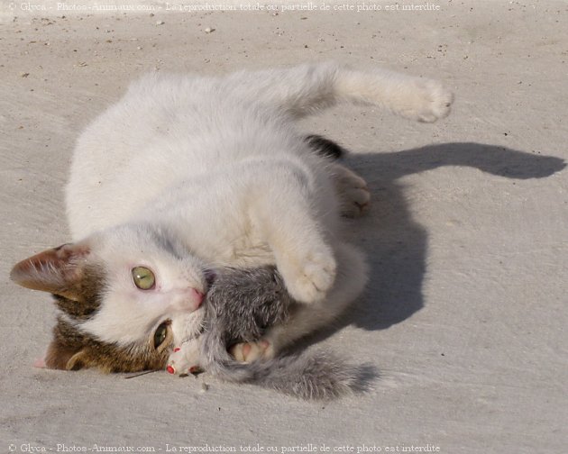 Photo de Chat domestique