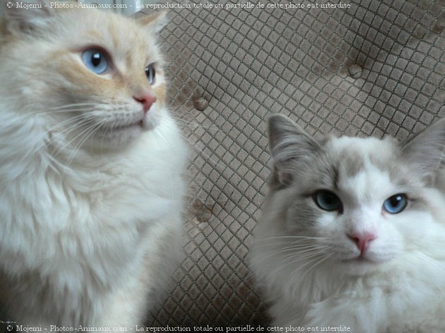 Photo de Ragdoll