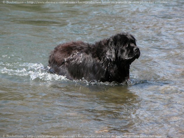 Photo de Chien de terre-neuve