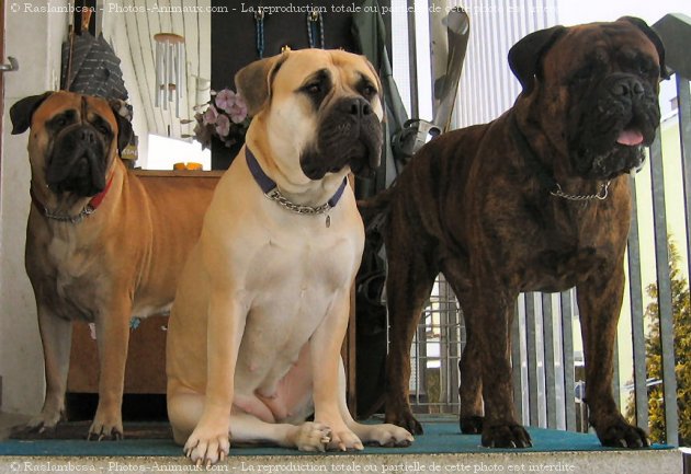 Photo de Bullmastiff