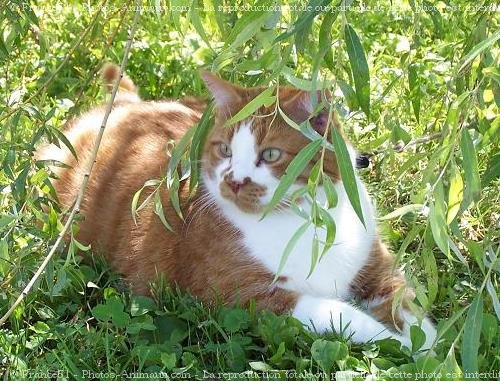 Photo de Chat domestique