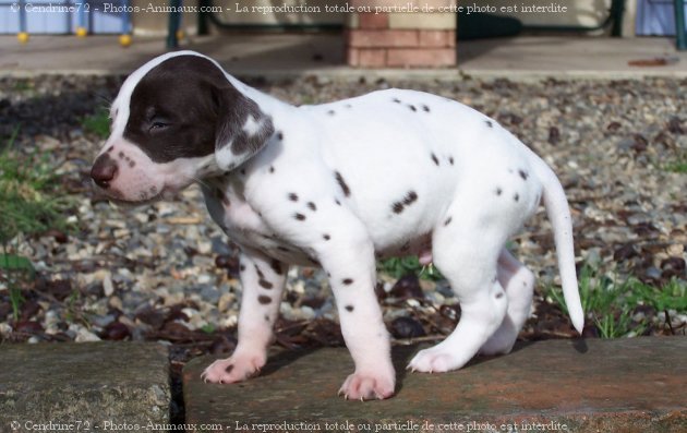 Photo de Dalmatien