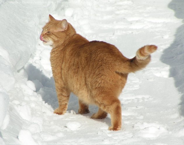 Photo de Chat domestique