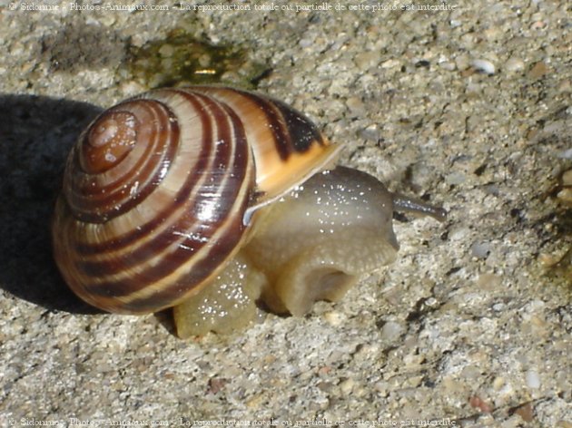 Photo d'Escargot