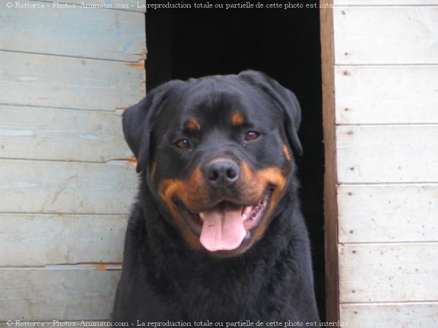 Photo de Rottweiler