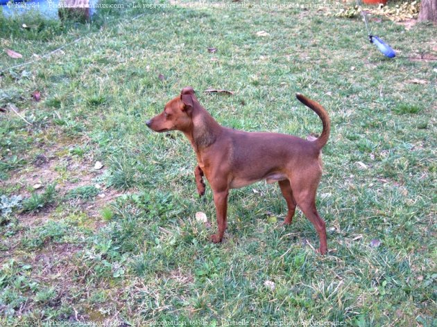 Photo de Pinscher nain