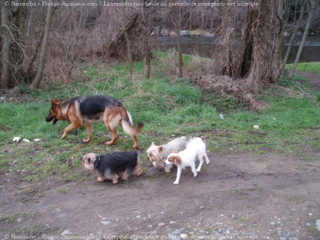 Photo de Yorkshire terrier