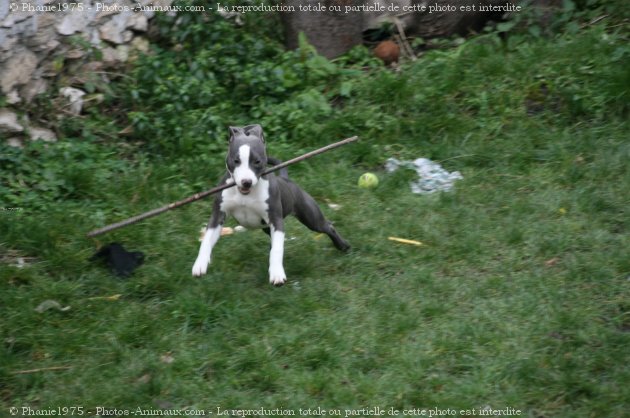 Photo d'American staffordshire terrier